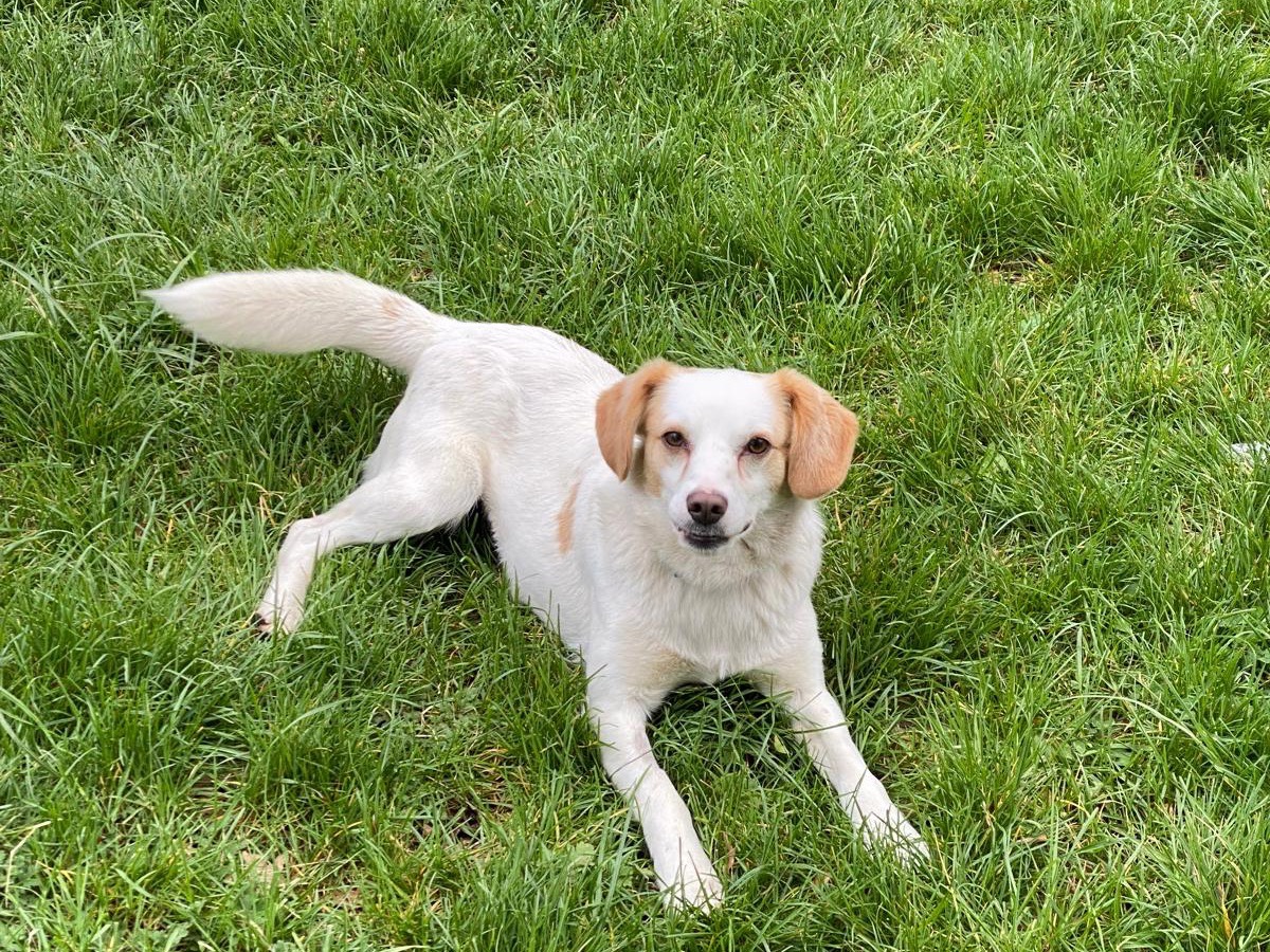 Adotta un cane, maschio, 5 anni  e 2 mesi , Avellino