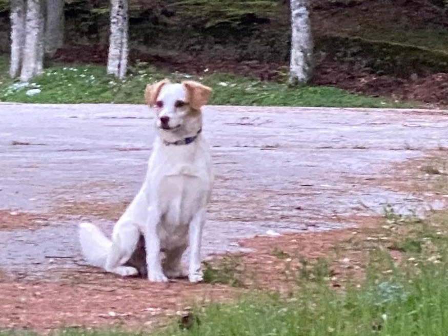 Adotta un cane, taglia media contenuta, maschio, Avellino