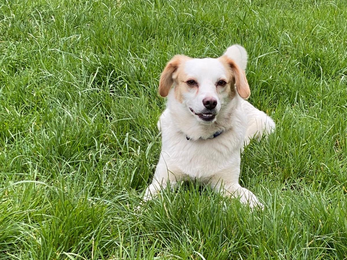 Adotta il cane Gigio a Avellino