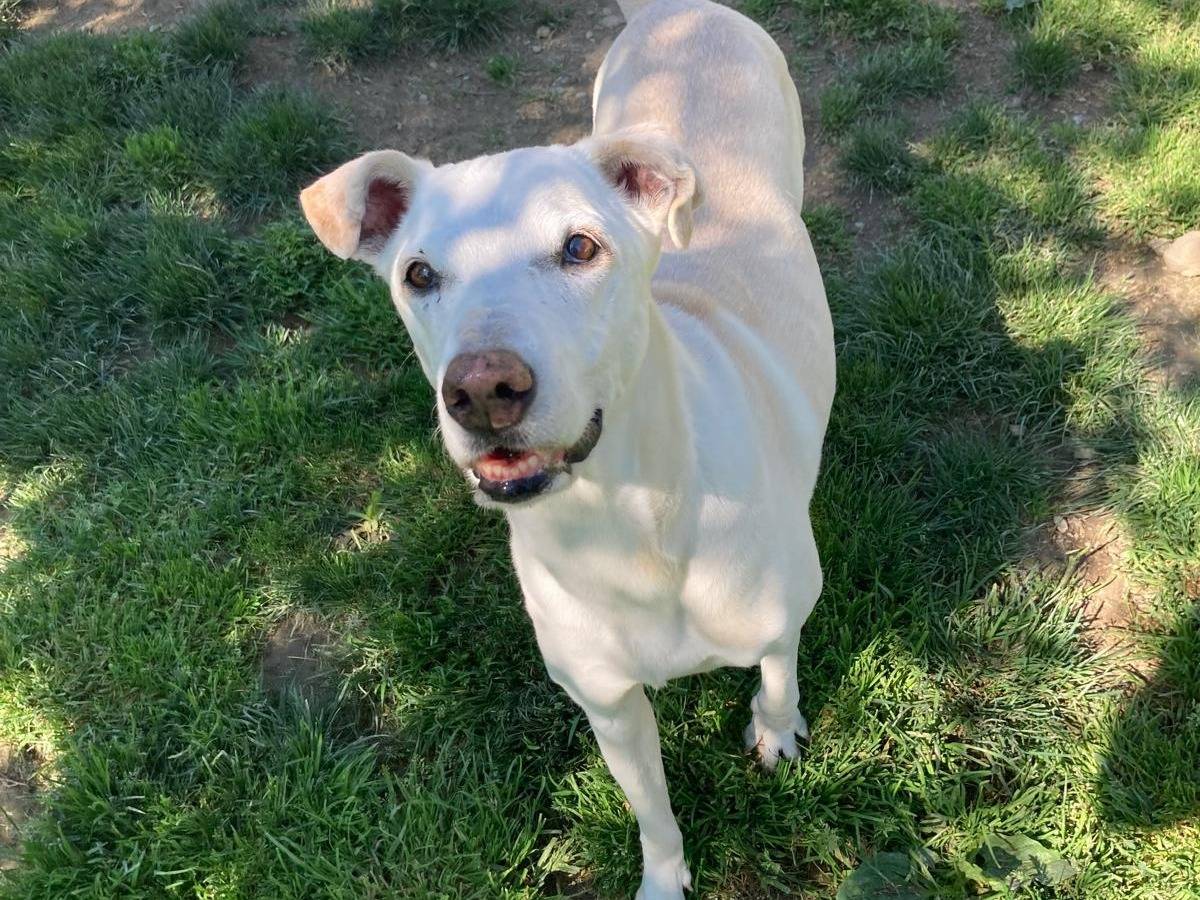 Adotta un cane, femmina, 11 anni  e 2 mesi , Lecco