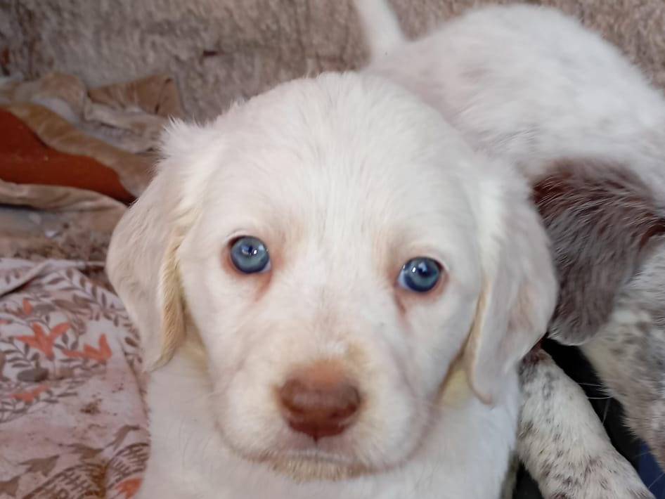 Adotta un cane, maschio, 1 mesi, Latina