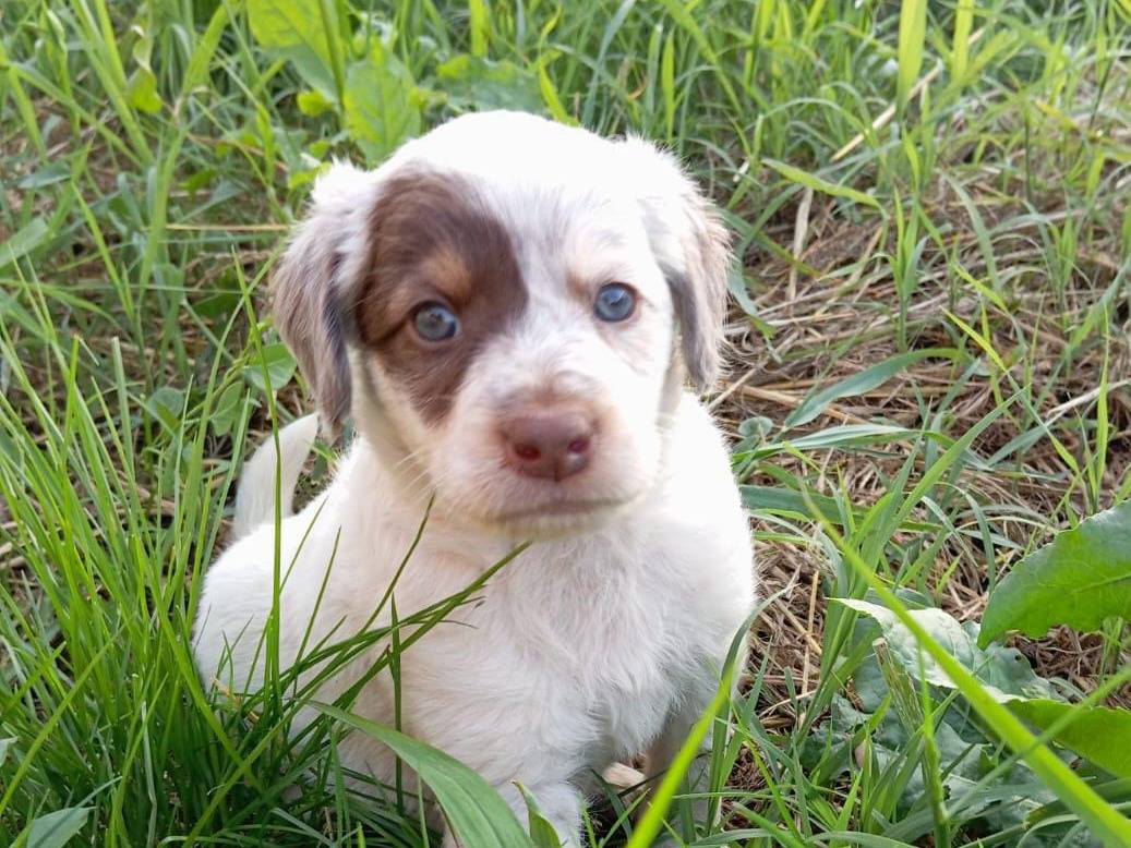 Adozione cane, maschio, Bracco Razza sconosciuta, 1 mesi, taglia media, Latina