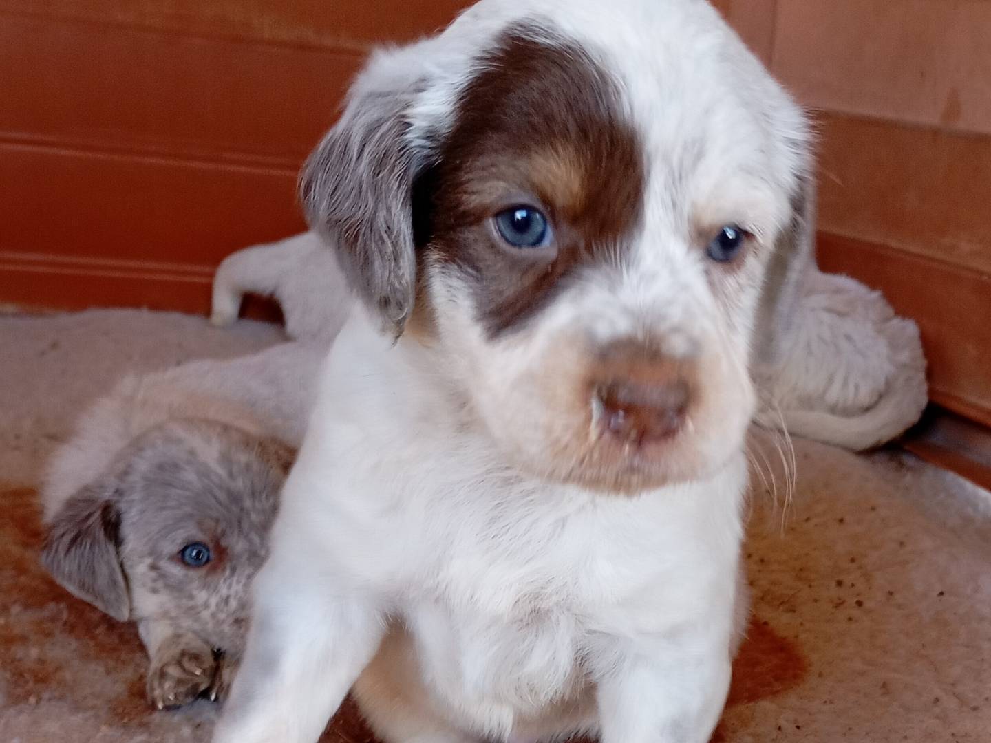 Adotta un cane, maschio, 1 mesi, Latina