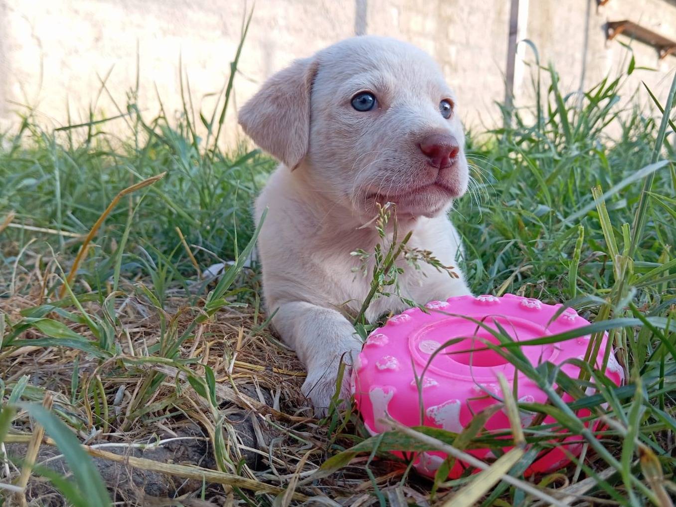 Foto dell'animale