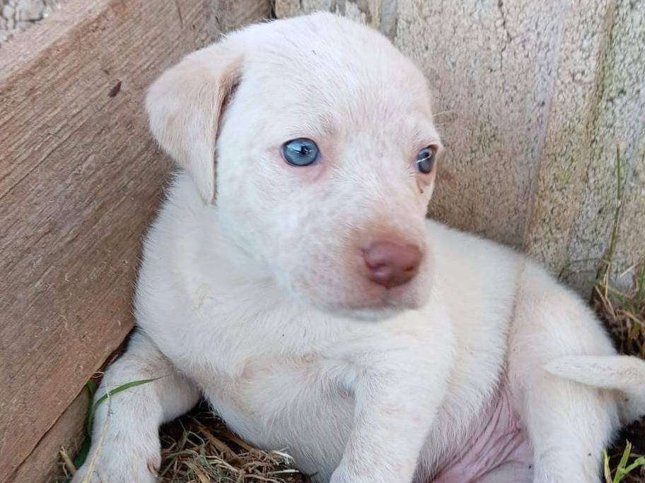 Adotta un cane, maschio, 1 mesi, Latina