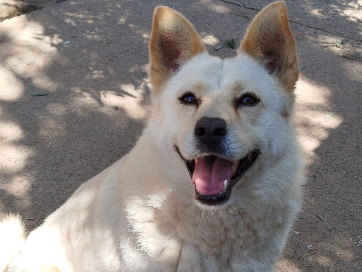 Adotta un cane, maschio, 4 anni  e 3 mesi , Matera