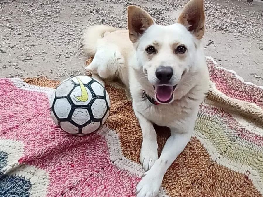 Adotta un cane, taglia media, maschio, Matera