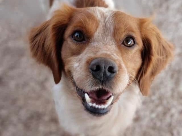 Foto dell'animale
