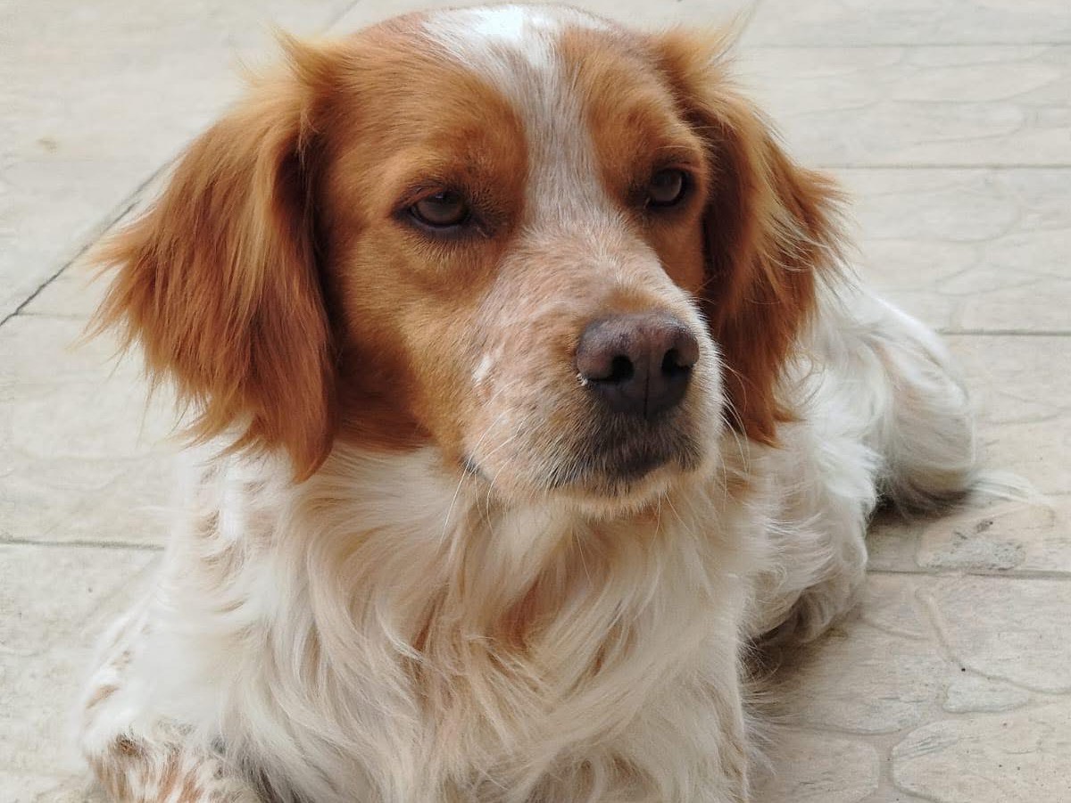 Adotta un cane, maschio, 2 anni  e 11 mesi , Matera