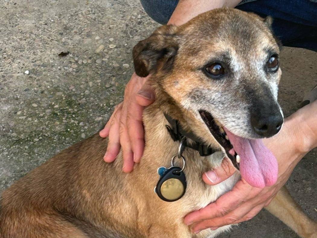 Adotta un cane, maschio, 10 anni  e 8 mesi , Verona