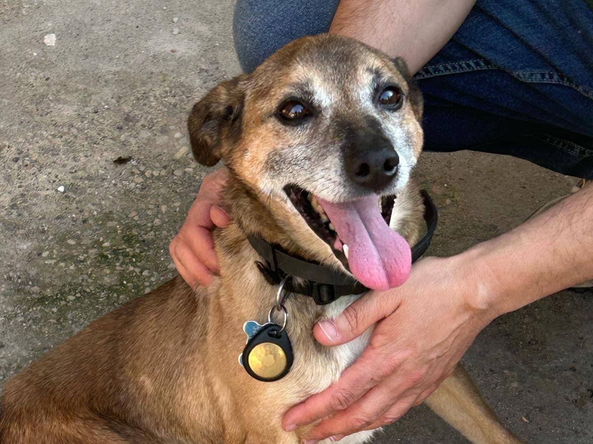 Adotta un cane, taglia media contenuta, maschio, Verona