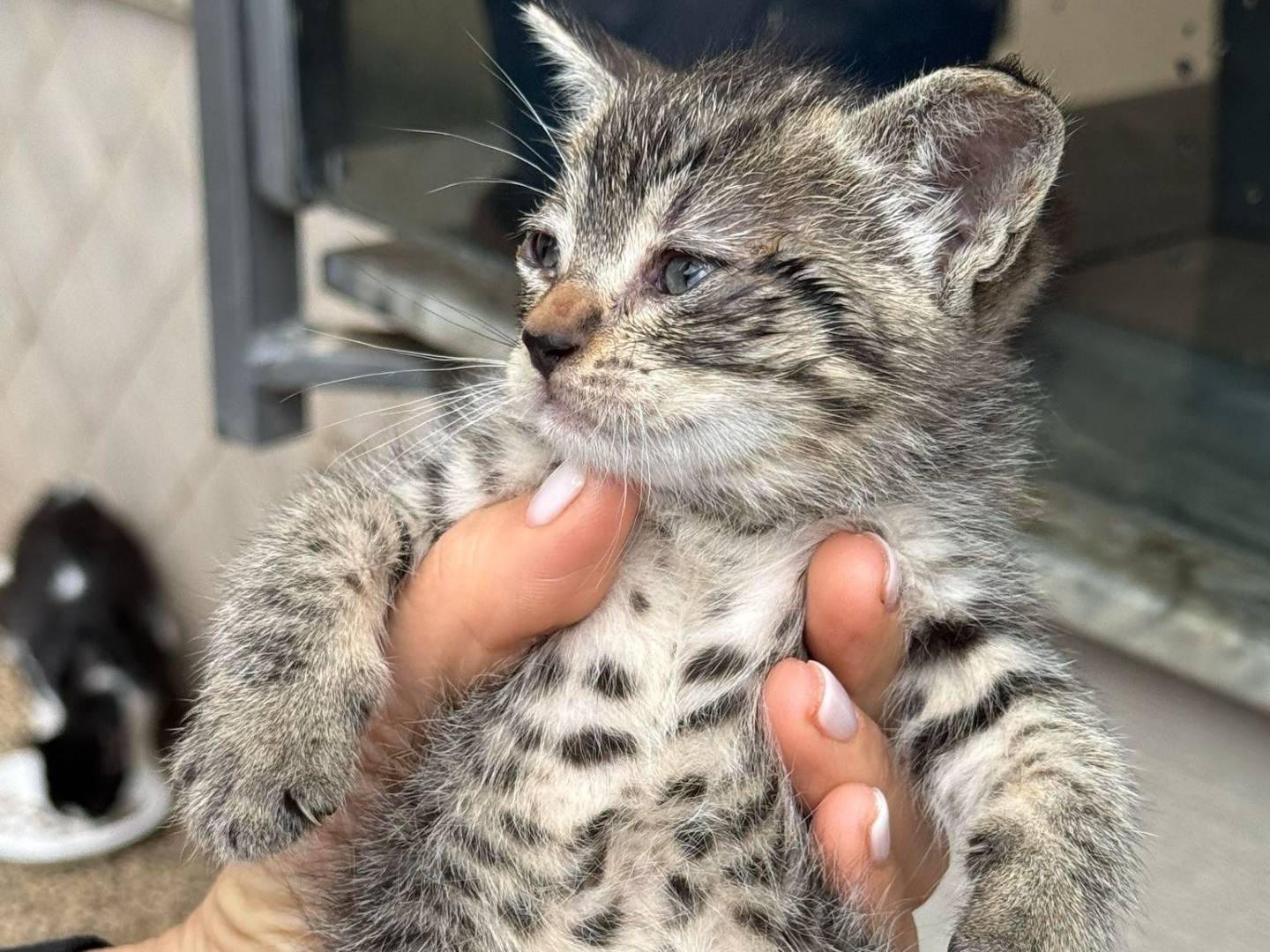Adozione gatto, femmina, Razza sconosciuta Razza sconosciuta, 2 mesi, taglia non valida, Napoli