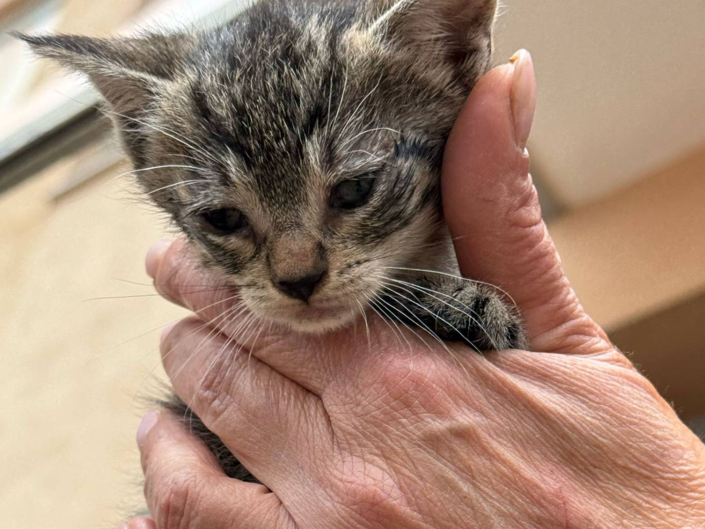 Adotta un gatto, femmina, 2 mesi, Napoli