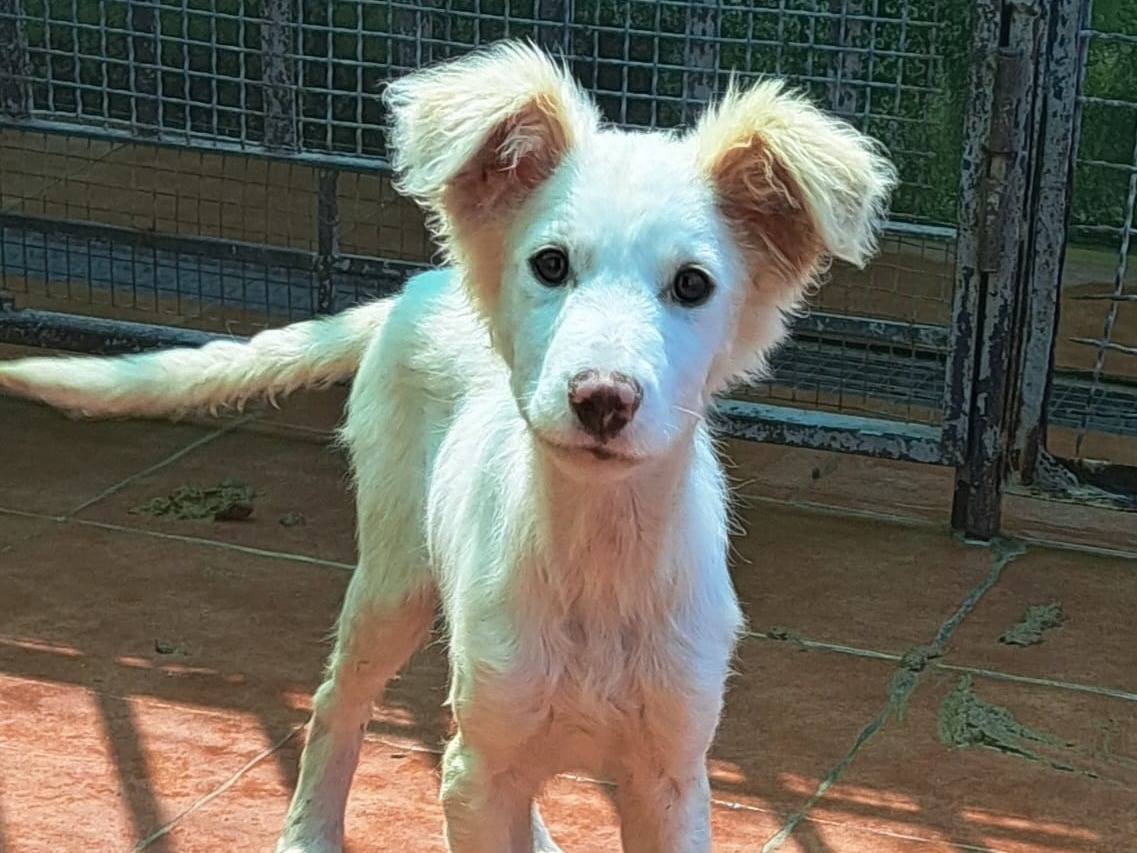 Adozione cane, femmina, Razza sconosciuta Razza sconosciuta, 3 mesi, taglia media, Cosenza