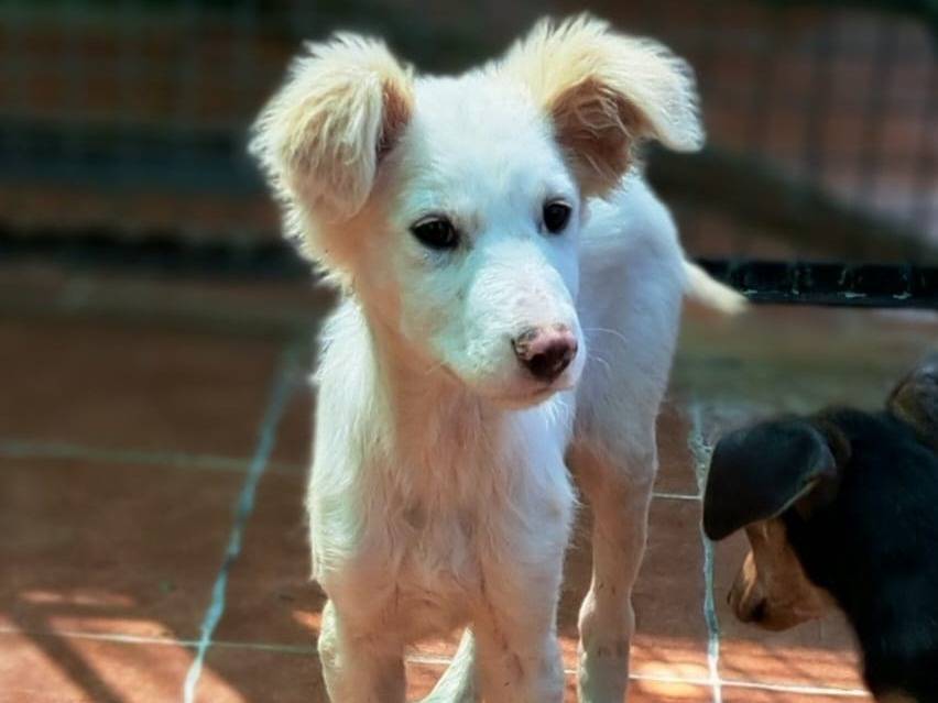 Adotta un cane, femmina, 3 mesi, Cosenza
