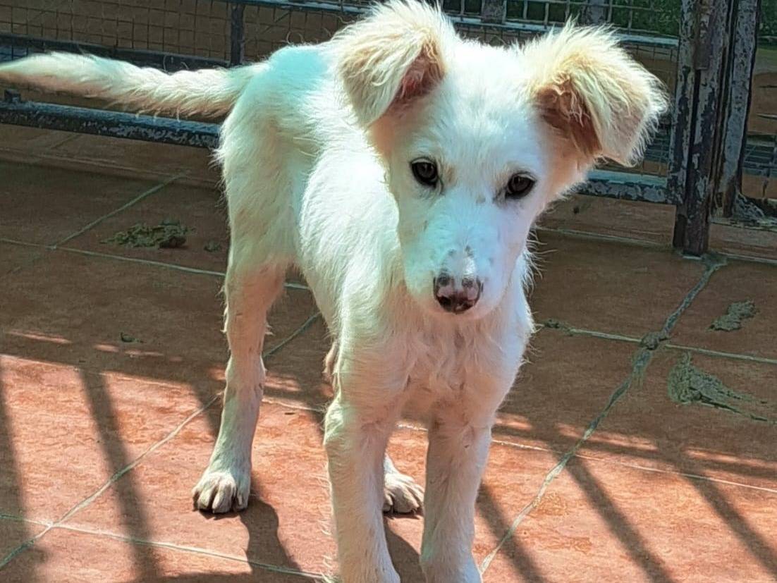 Adotta un cane, taglia media, femmina, Cosenza