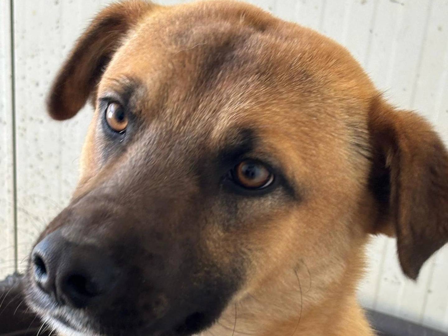 Foto dell'animale