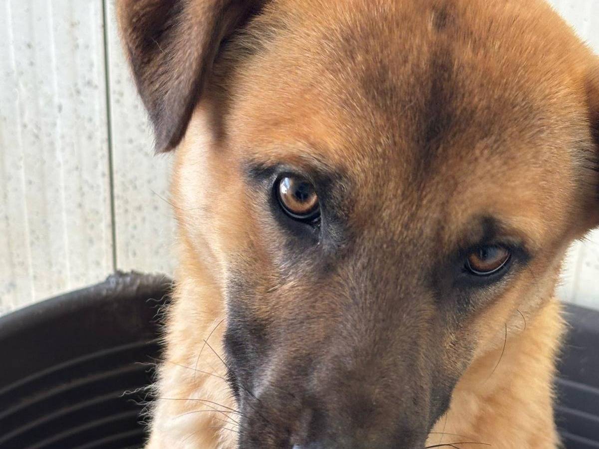 Adotta un cane, maschio, 2 anni , Ragusa
