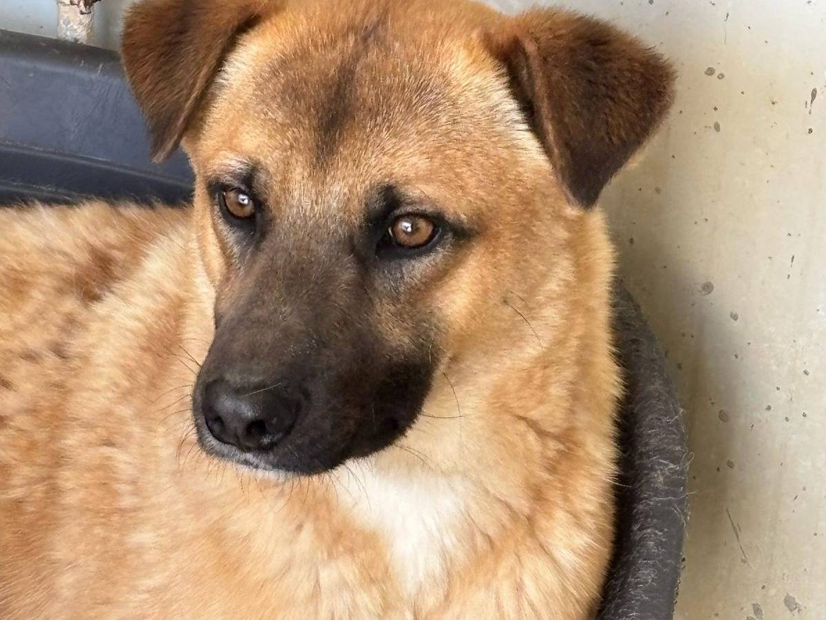 Adotta un cane, taglia media contenuta, maschio, Ragusa