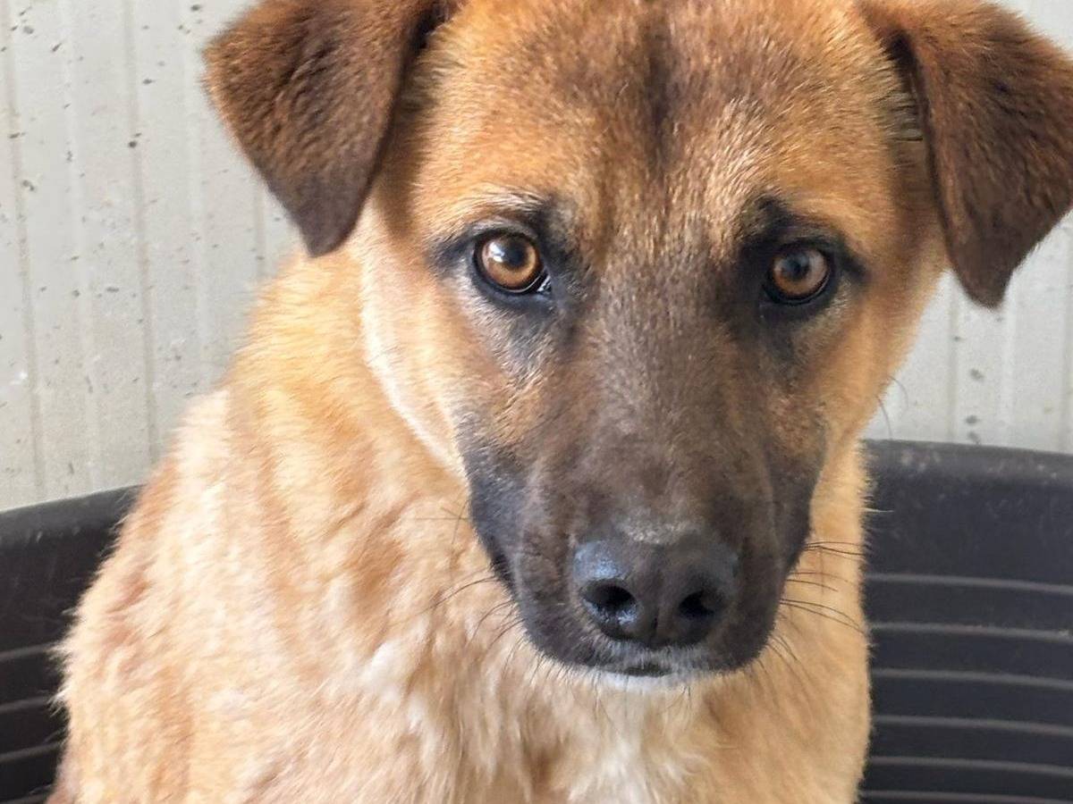 Vuoi adottare un cane a Ragusa?