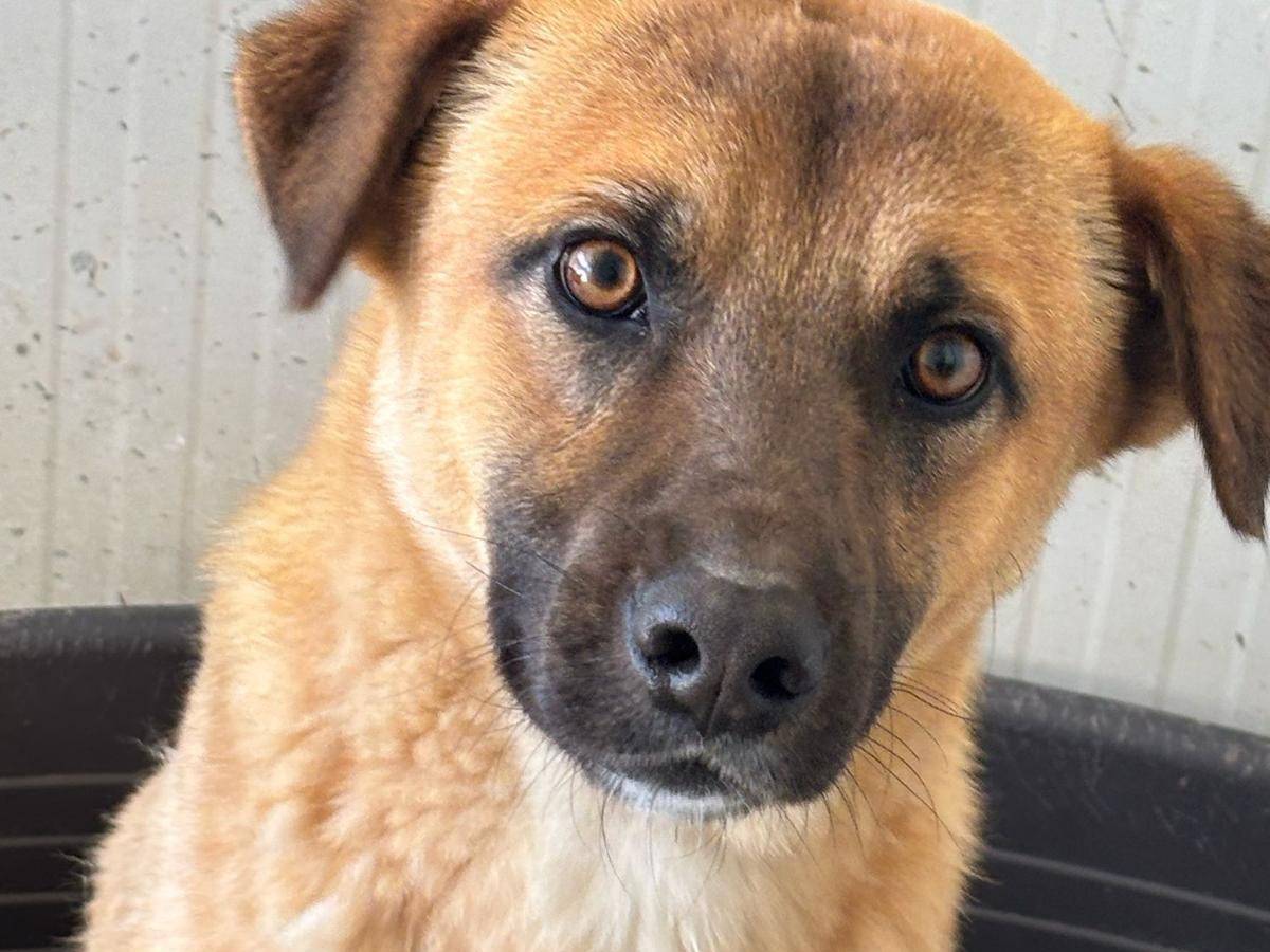 Adotta il cane Gian a Ragusa