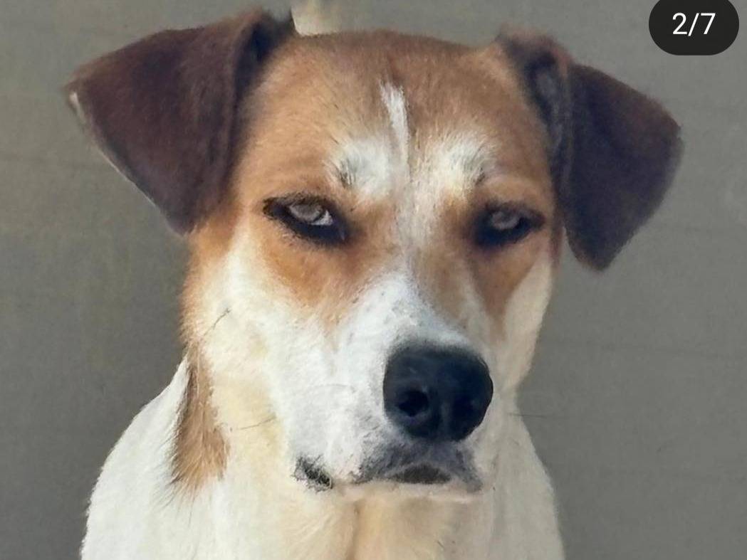Adotta un cane, femmina, 5 anni  e 10 mesi , Ragusa