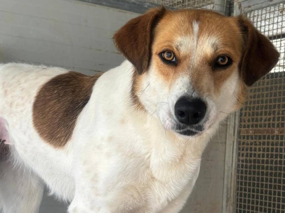 Adotta un cane, taglia grande, femmina, Ragusa