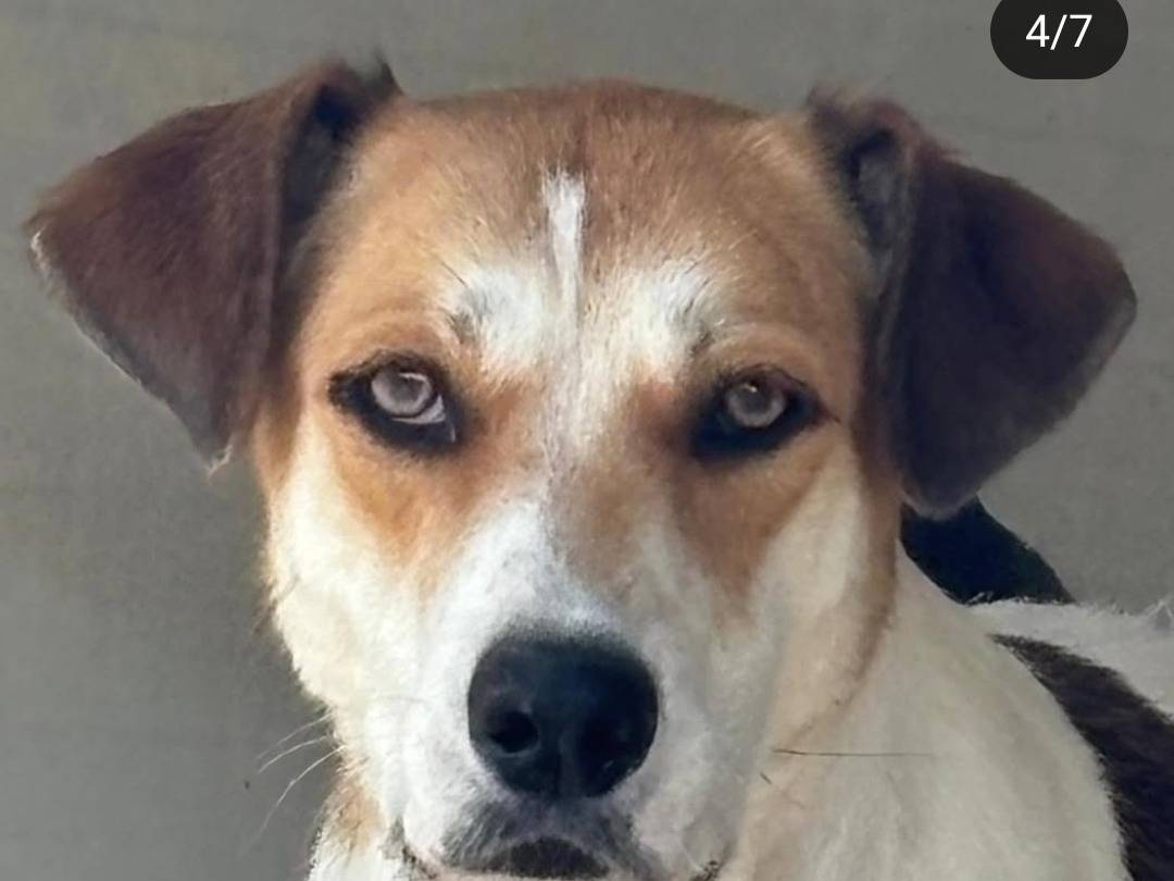 Vuoi adottare un cane a Ragusa?