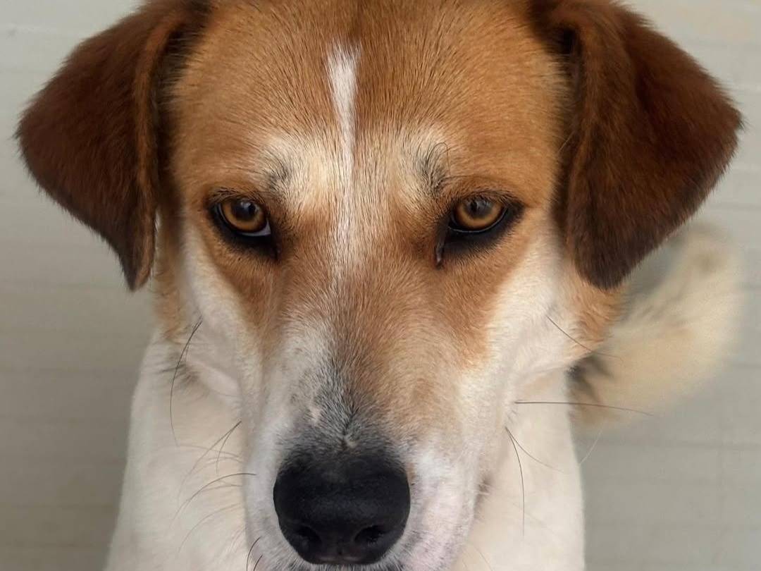 Adotta il cane Mystica  a Ragusa