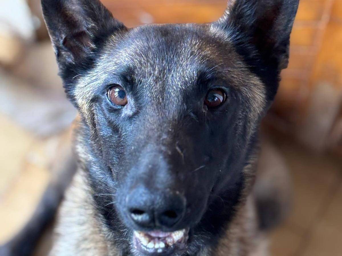 Adozione cane, femmina, Pastore Belga Malinois Razza sconosciuta, 4 anni  e 4 mesi , taglia media, Latina