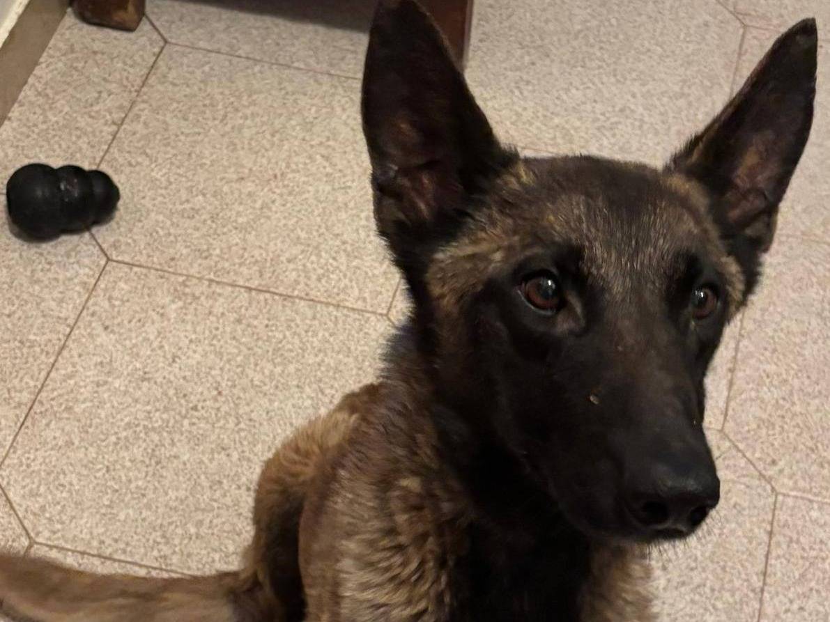 Adotta un cane, femmina, 4 anni  e 4 mesi , Latina