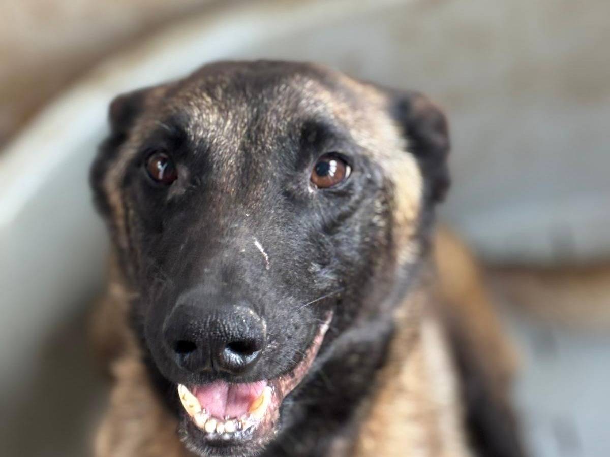 Adotta un cane, taglia media, femmina, Latina