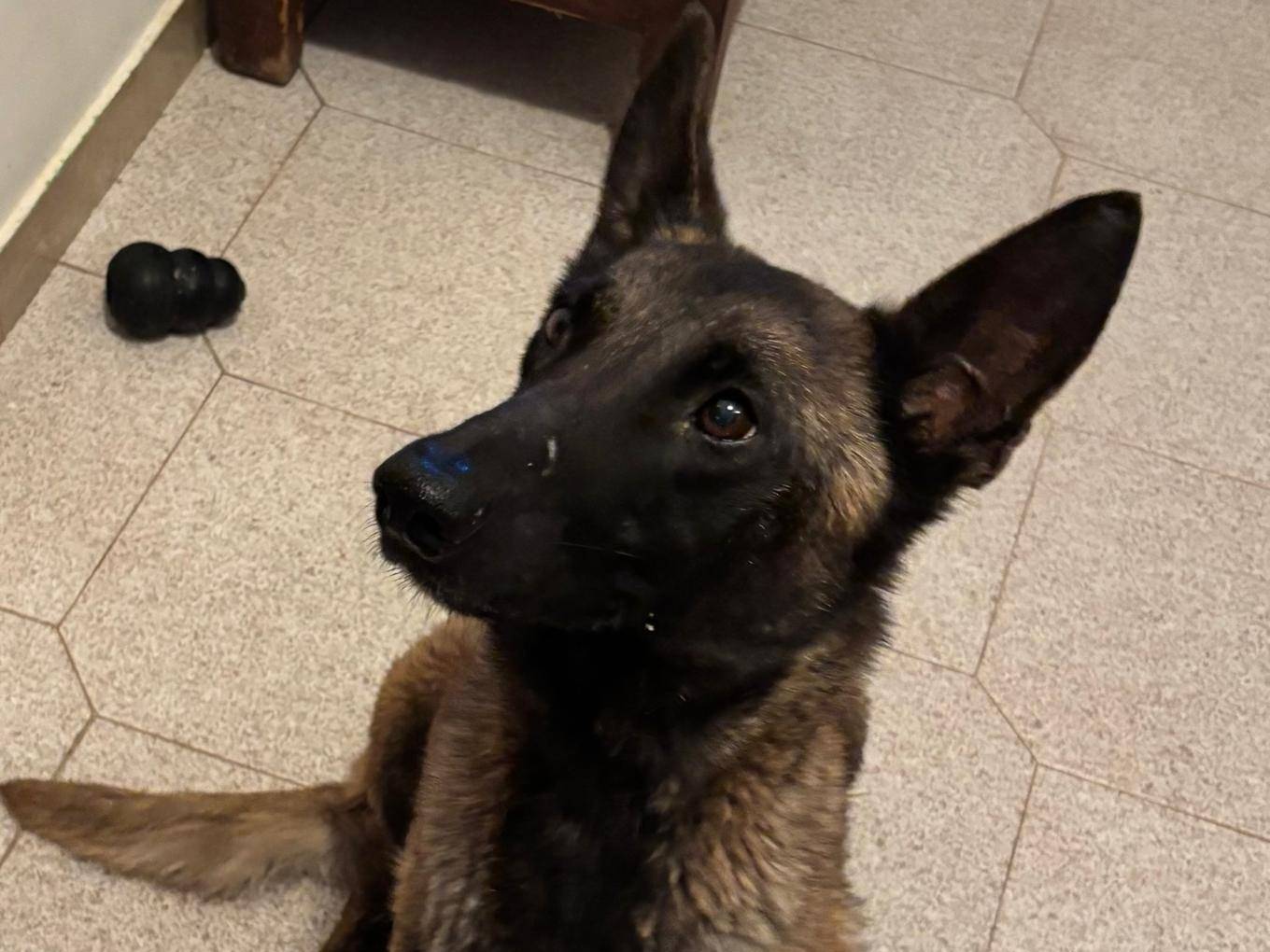 Vuoi adottare un cane a Latina?