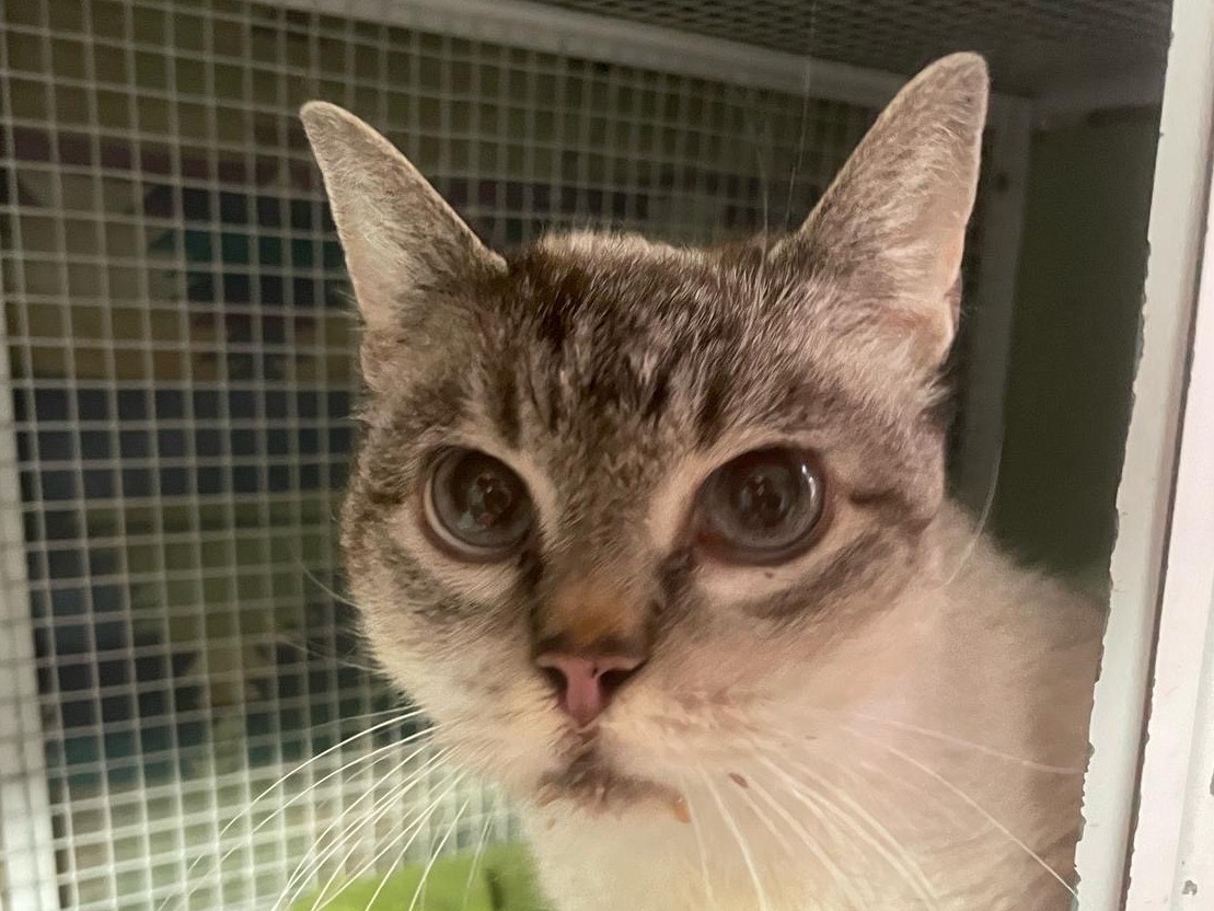 Adotta un gatto, maschio, 9 anni  e 11 mesi , Milano