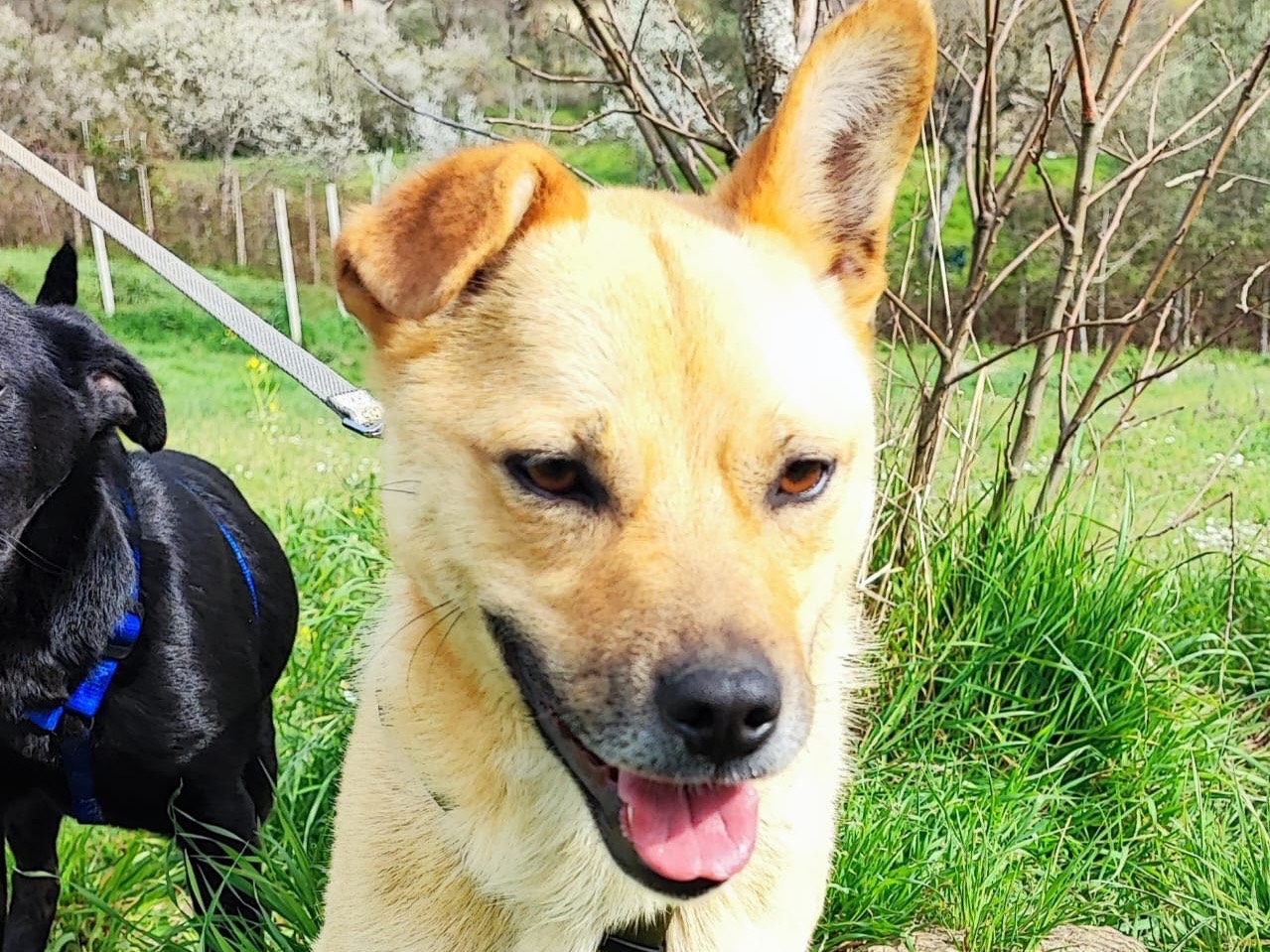 Adotta un cane, maschio, 1 anno e 6 mesi , Avellino