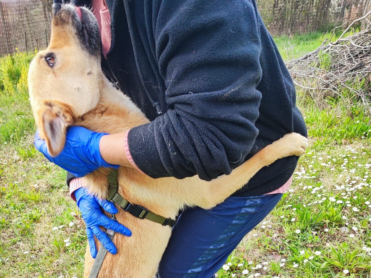 Adotta un cane, taglia media contenuta, maschio, Avellino