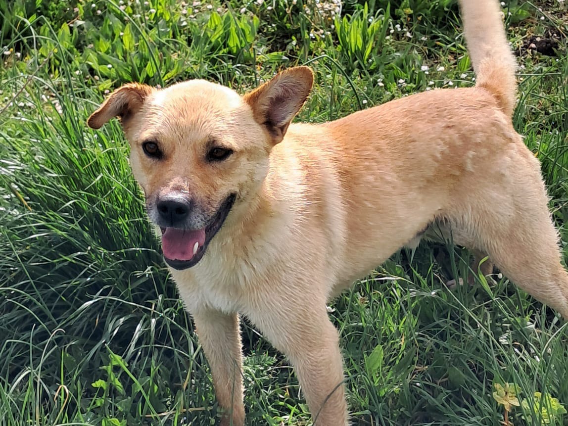 Vuoi adottare un cane a Avellino?
