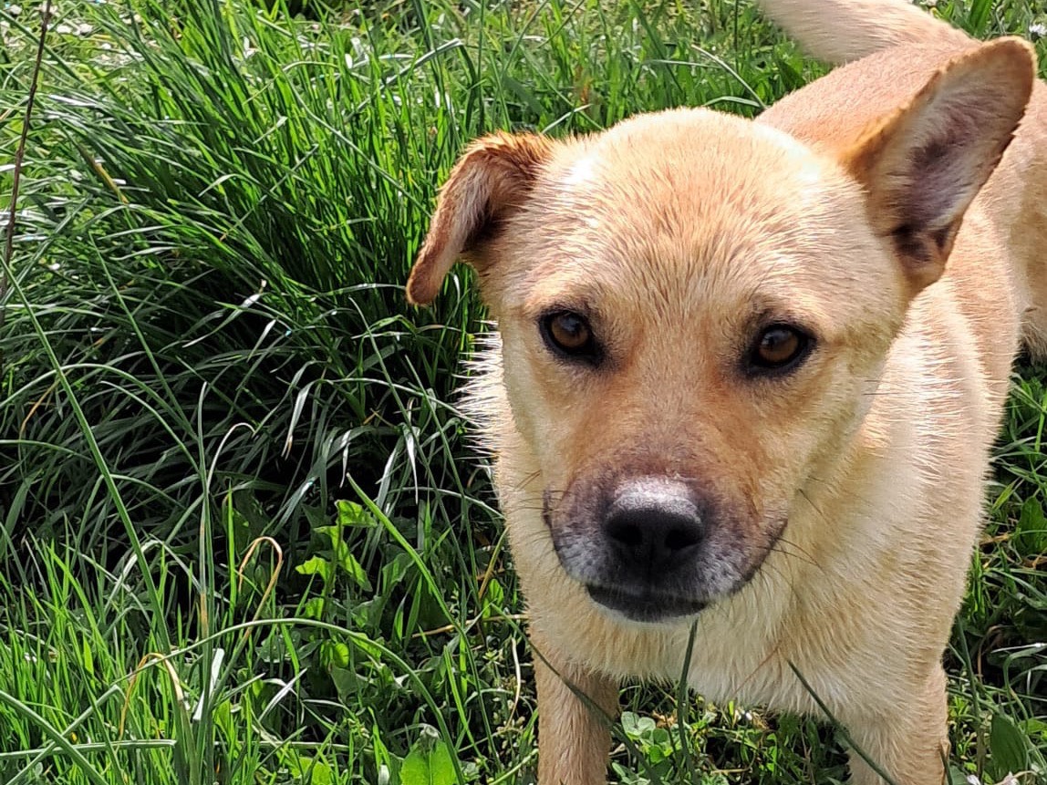 Adotta il cane Jack a Avellino