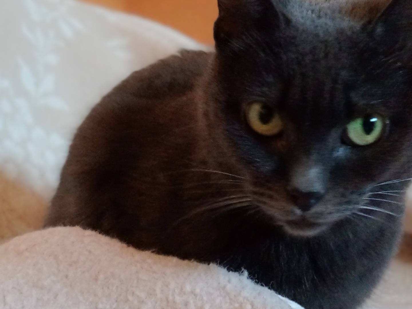 Adotta un gatto, taglia non valida, femmina, Viterbo