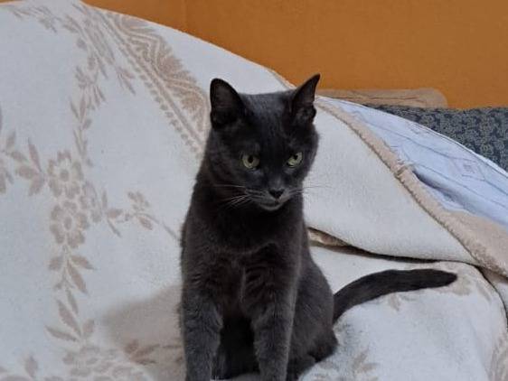 Vuoi adottare un gatto a Viterbo?