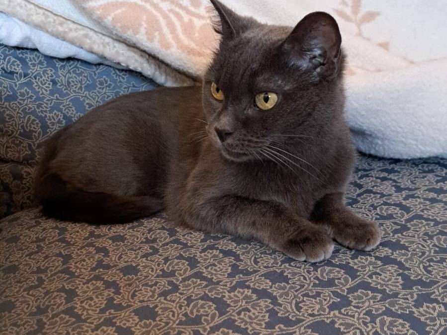 Adotta il gatto Penelope a Viterbo