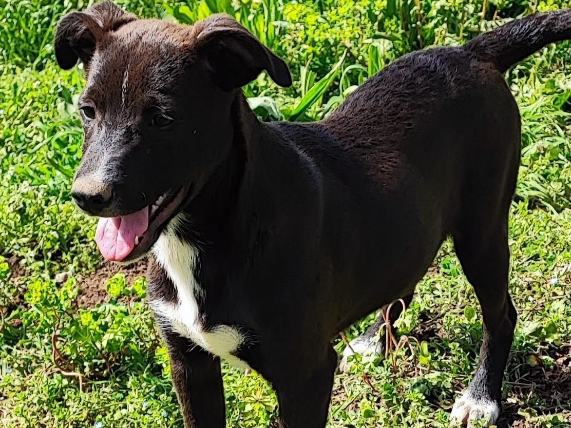 Adotta un cane, maschio, 4 mesi, Avellino