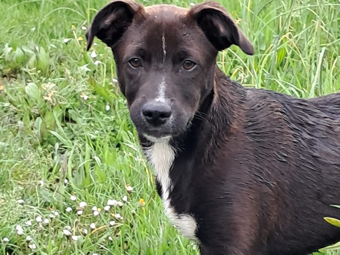 Adotta un cane, taglia piccola, maschio, Avellino
