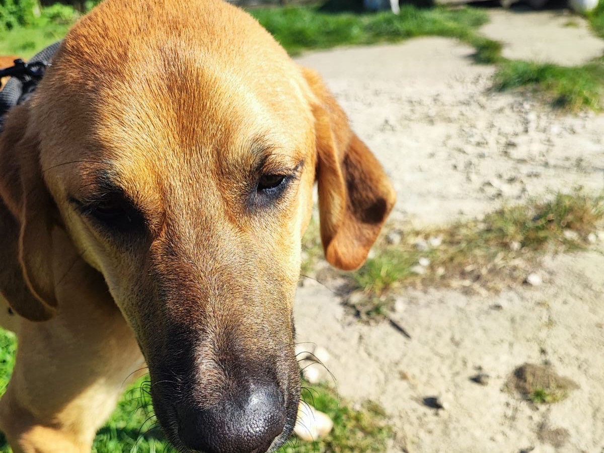 Adotta un cane, maschio, 1 anno e 7 mesi , Avellino