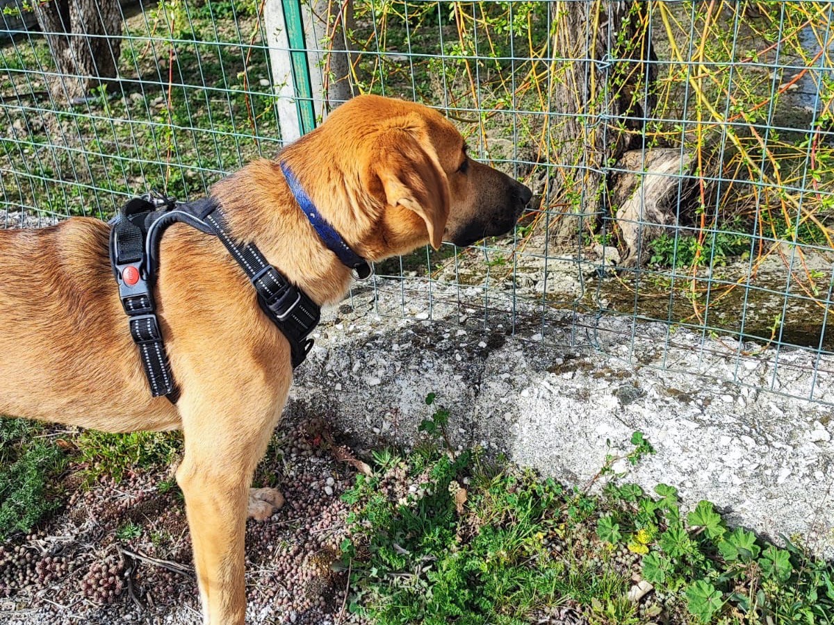 Adotta un cane, taglia media, maschio, Avellino