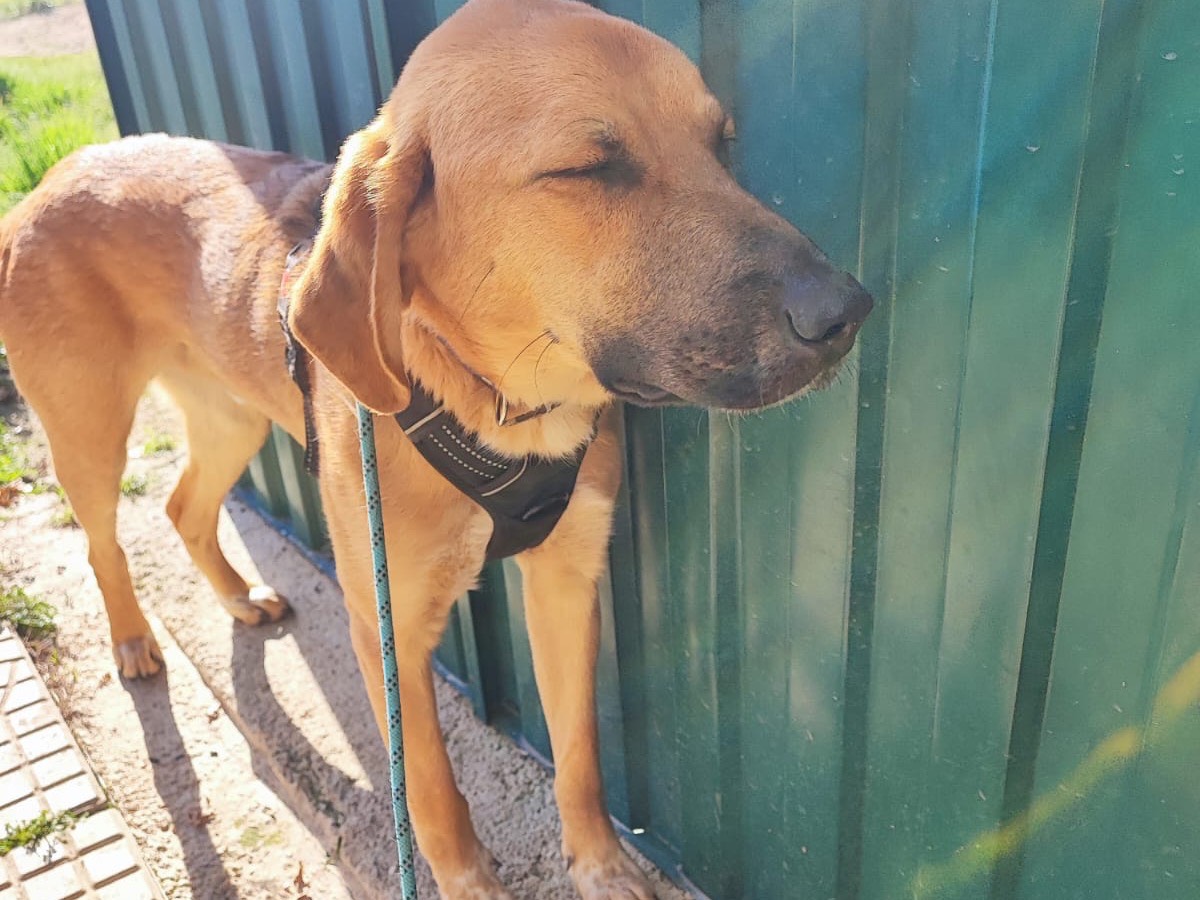 Vuoi adottare un cane a Avellino?
