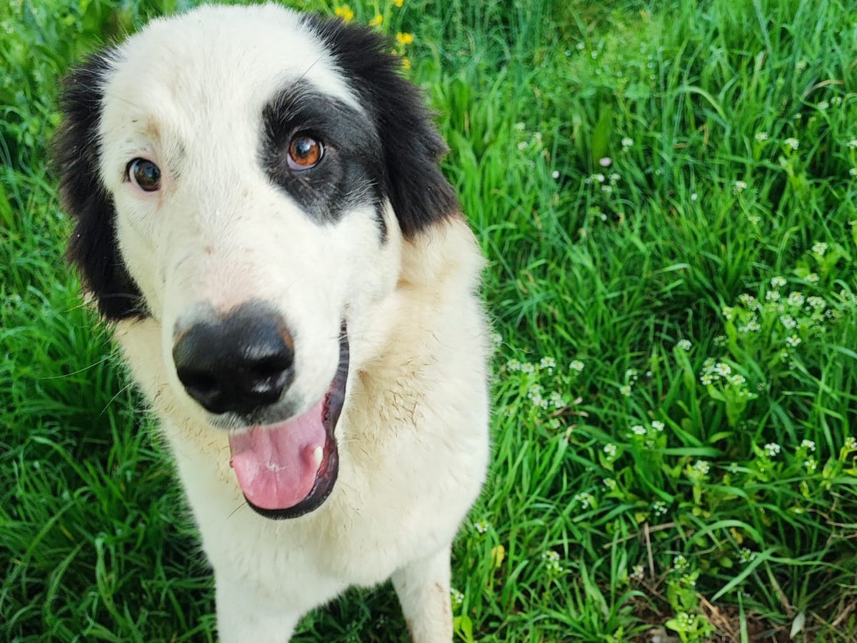 Adotta un cane, femmina, 1 anno e 6 mesi , Avellino