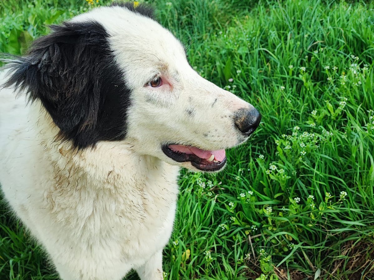 Adotta un cane, taglia media, femmina, Avellino
