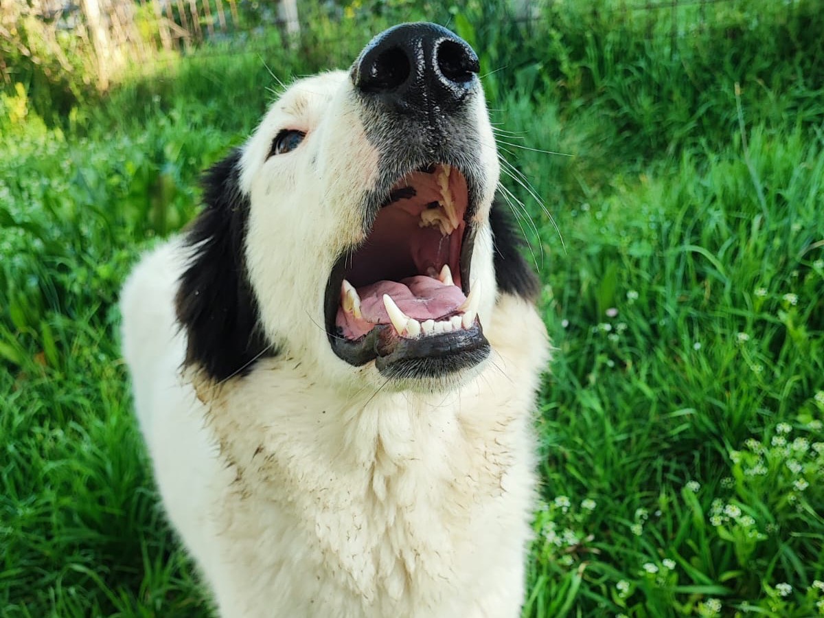 Vuoi adottare un cane a Avellino?