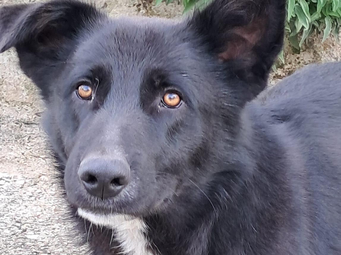 Foto dell'animale